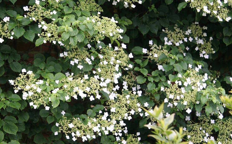 Hydrangea petiolaris