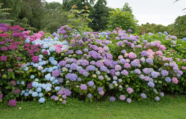 Where to plant hydrangeas