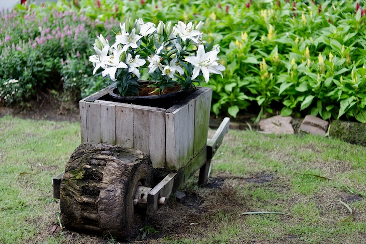 container lilies