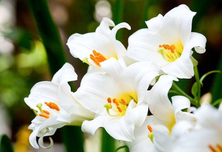 Easter lilies