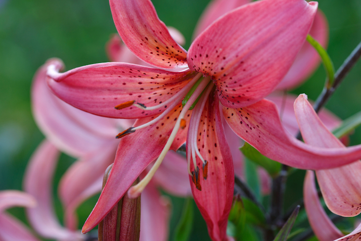 feed lilies