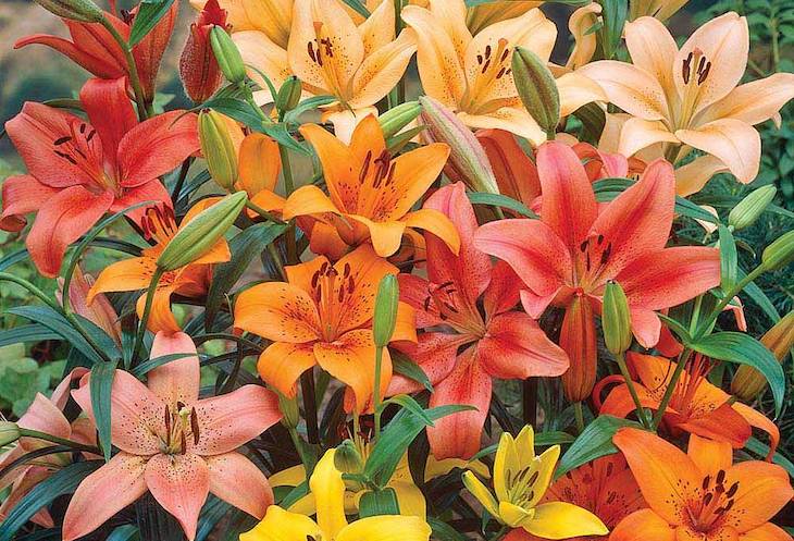 How to grow lilies