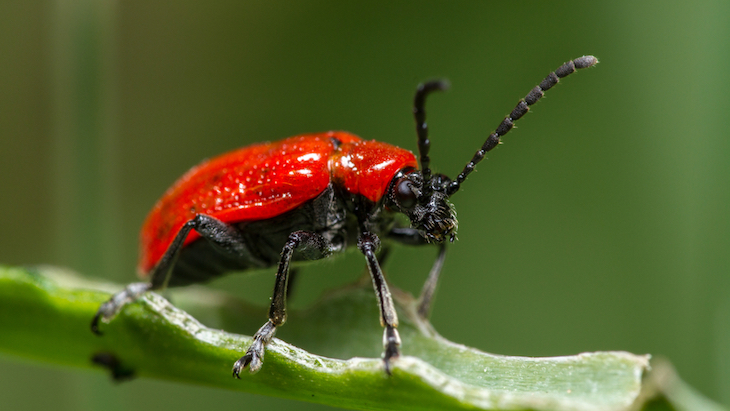 lily beetle