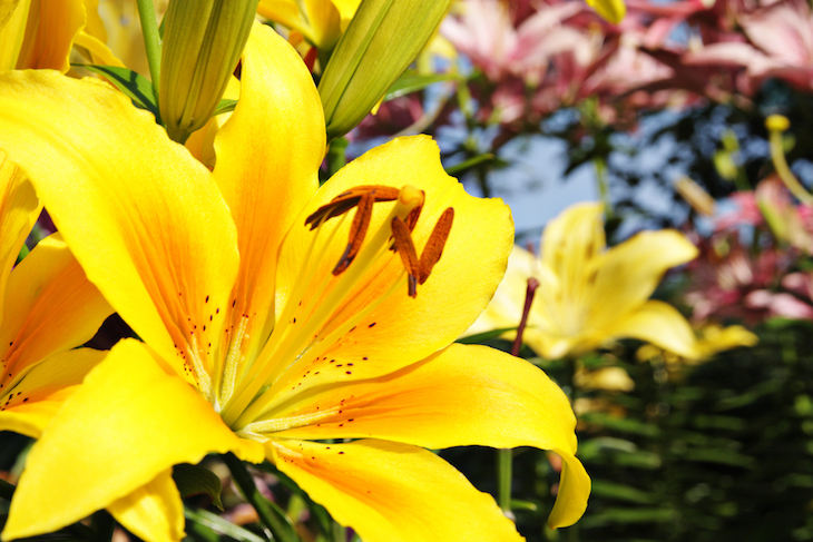 yellow lilies