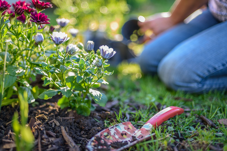 planting-perennials