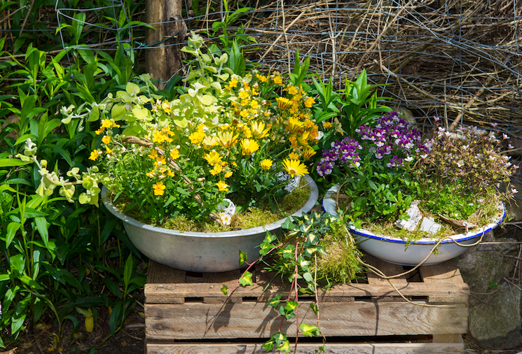 perennials in containers