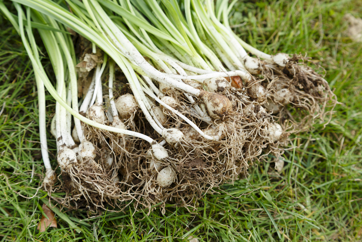 bare-root perennials