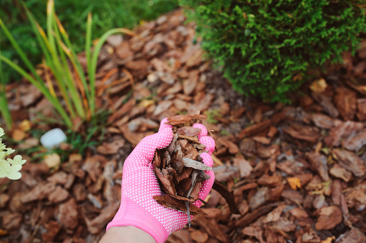 How to look after perennials