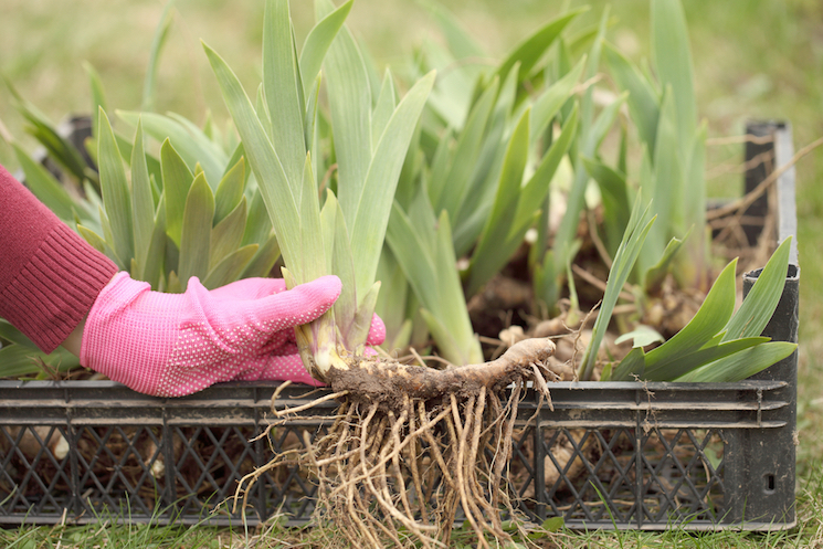 planting-rhizomes