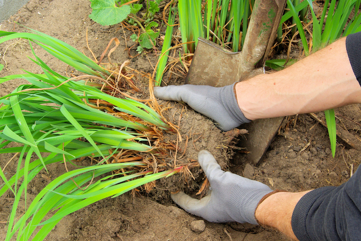 Lifting and dividing perennials