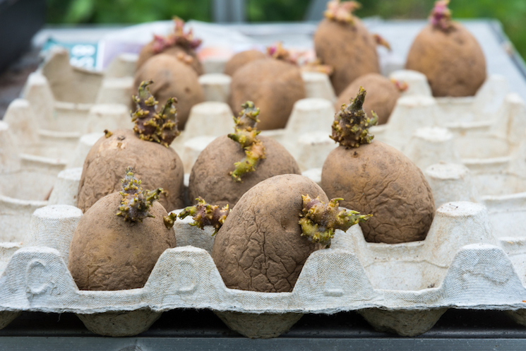 how long should potatoes be chitted for