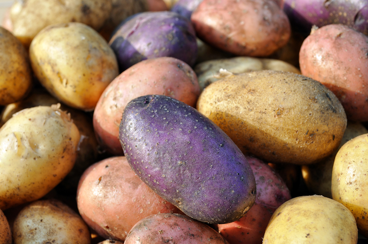 quanto tempo leva para crescer batatas