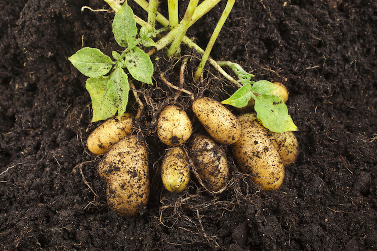 potatoes grow plant growing
