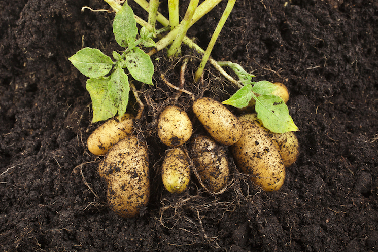 como plantar e cultivar batatas