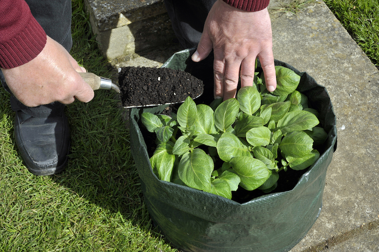 How to grow potatoes in potato bags with Van Meuwen 