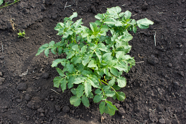 how to plant potatoes in the ground