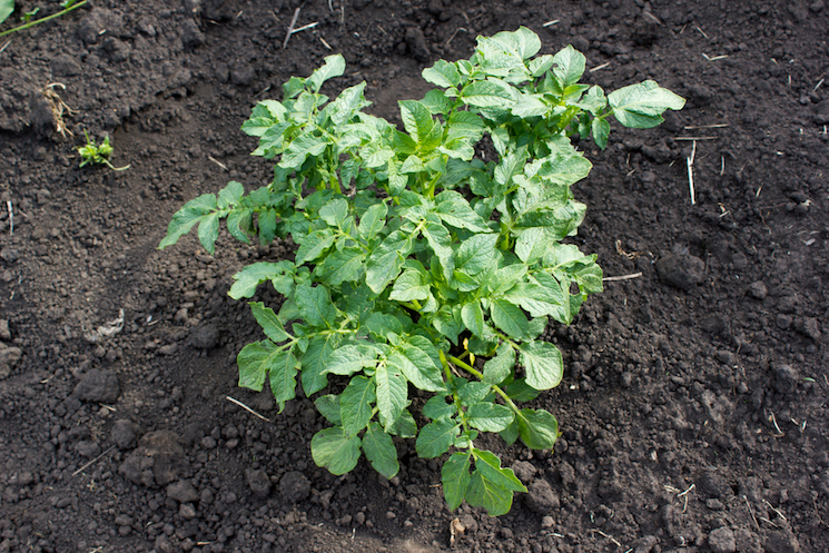 como plantar batatas no chão