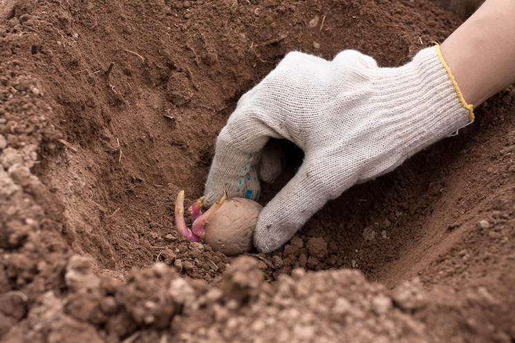 what month do you plant potatoes