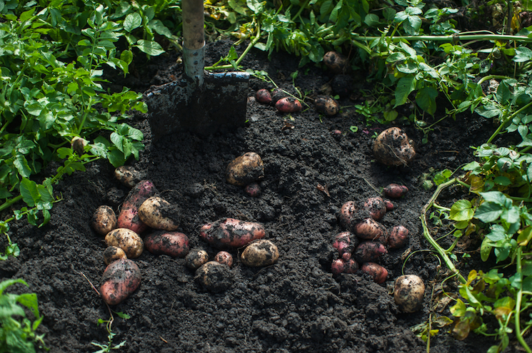 when to harvest potatoes