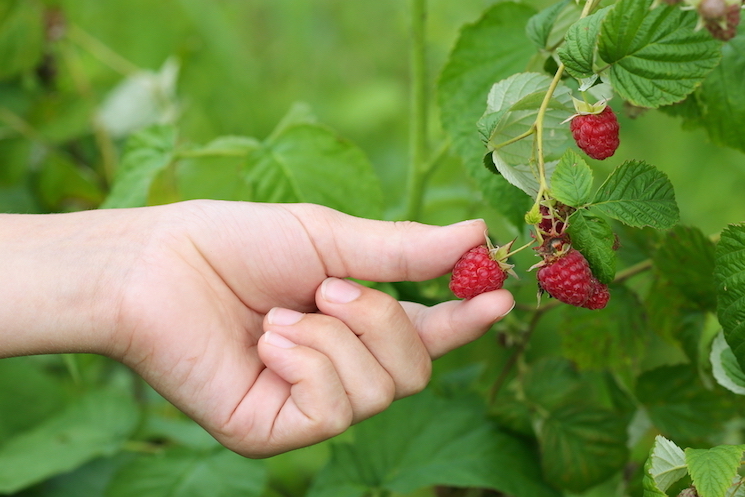 person picking off raspberry berries off plant