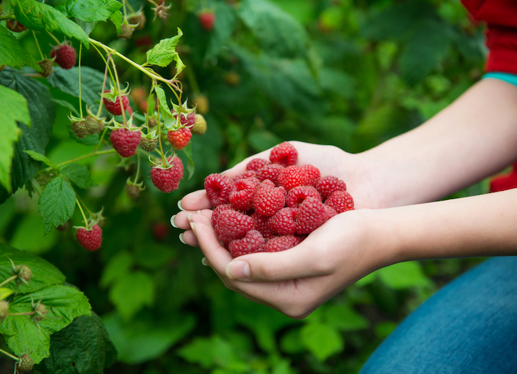 woman holding handful of raspberries