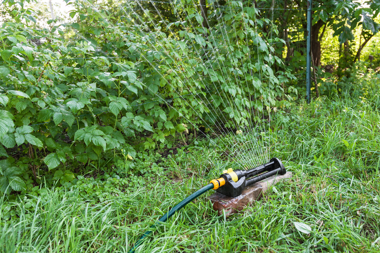 sprinkler watering raspberry plants