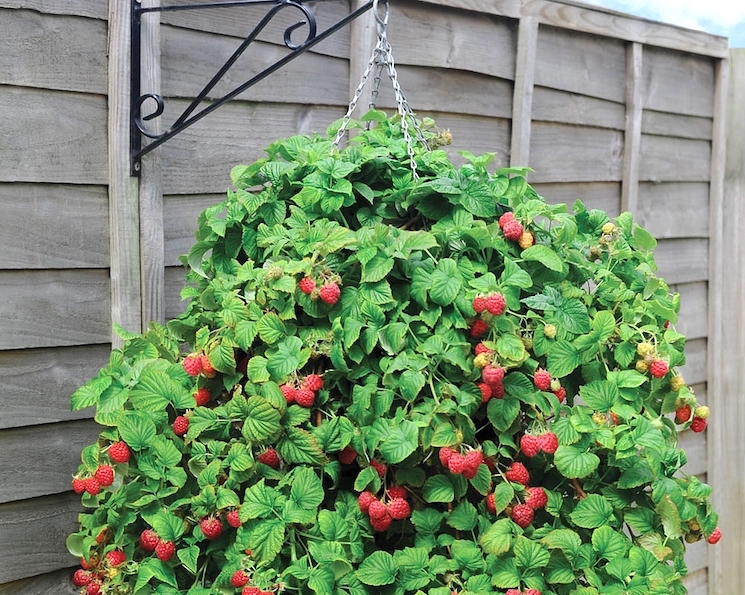 raspberries in hanging basket