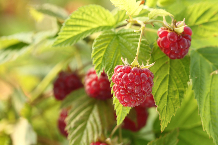 different varieties of raspberries