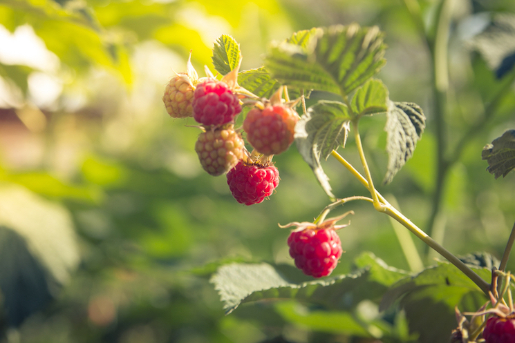 raspberries in sunlight