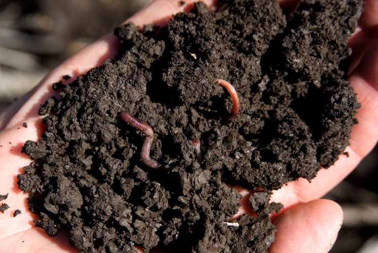 worms and soil in hands