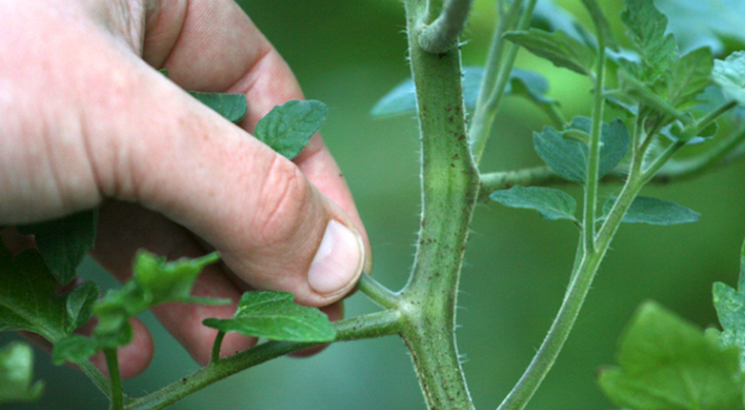 How to pinch out plants