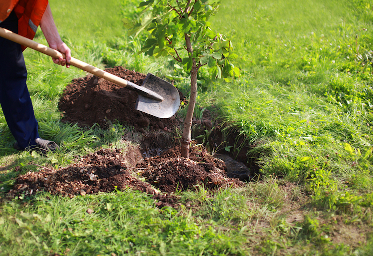 man burrowing a tree in hole