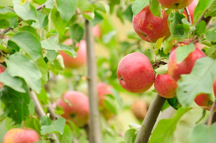 closeup of red apples on trees