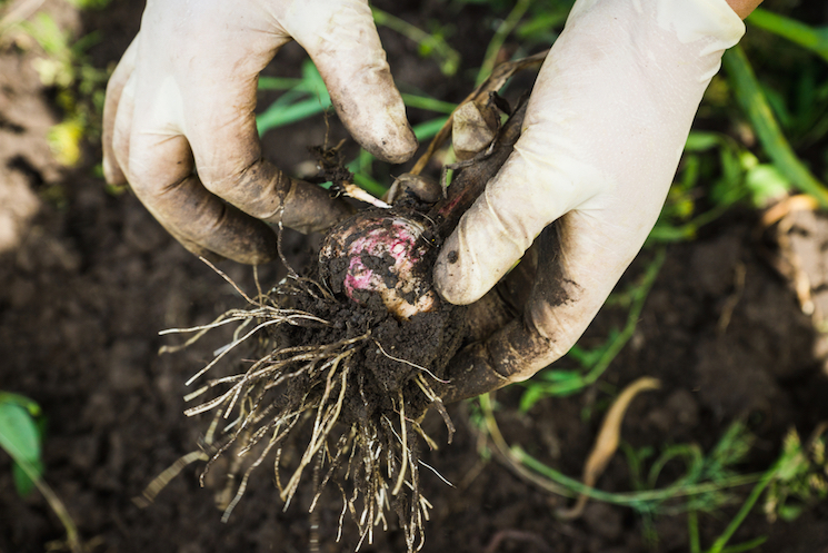 garlic root in hands