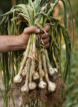 hand holding garlic