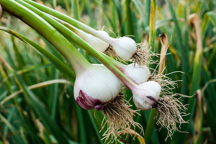 garlic plant roots