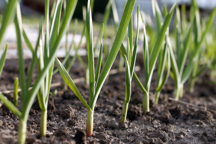 garlic plants in a row