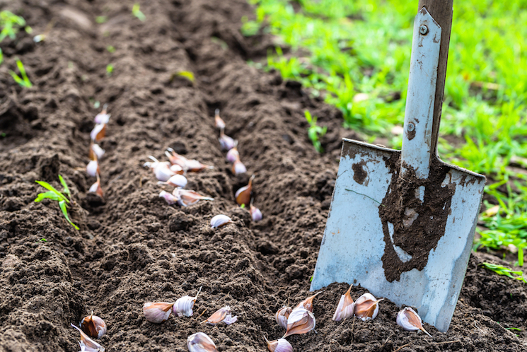 shovel garlic patch