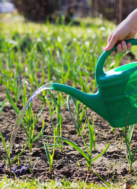 watering garlic