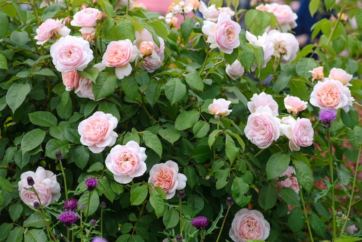 light pink floribunda roses