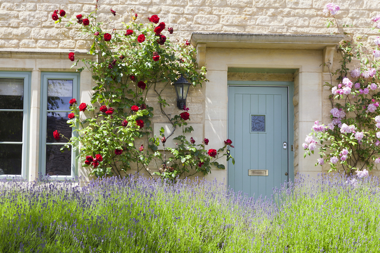 red climbing roses around a blue door