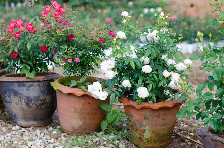 roses in pots and containers