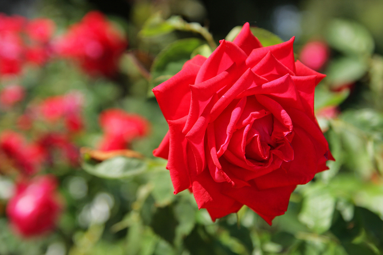 red rose against a green background