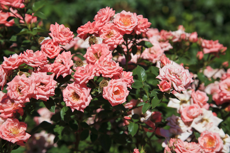 pink tea roses