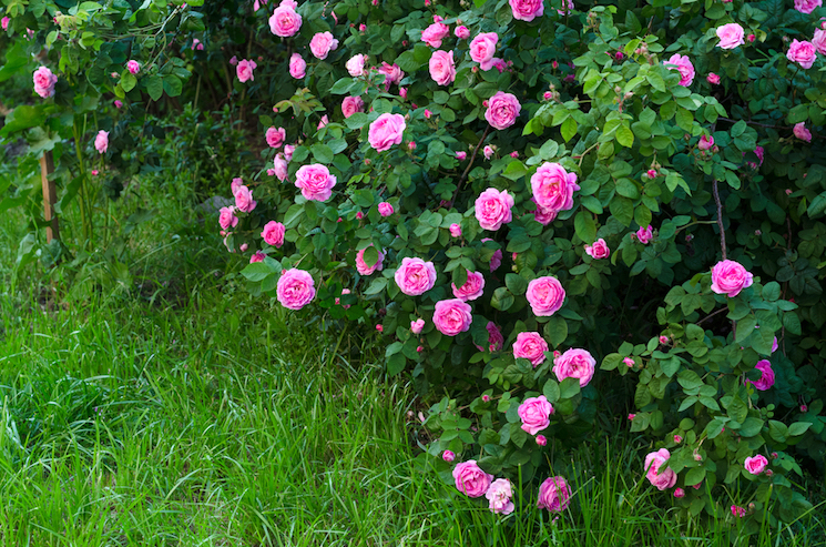 pink miniature roses