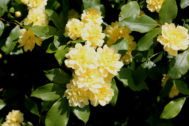 yellow rambling roses against green foliage