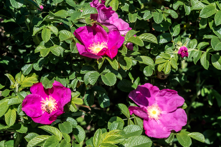 pink and yellow shrub roses