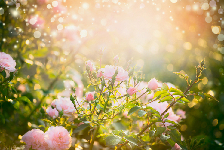 images of roses in a sunny spot