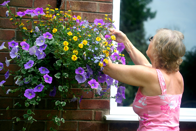 feeding hanging baskets