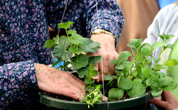 feeding hanging baskets